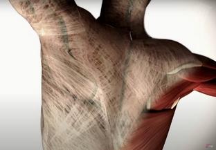 Fasciathérapie : méthode douce et efficace pour restaurer la mobilité naturelle du corps en libérant les tensions des fascias.